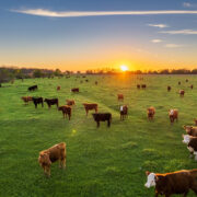 The role of fodder salt in animal feed: Essential for optimal development and healthy husbandry