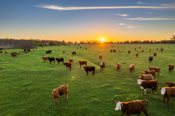 The role of fodder salt in animal feed: Essential for optimal development and healthy husbandry